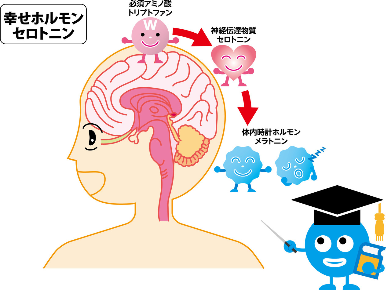 「幸せホルモン」セロトニン